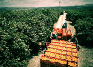 Uno spicchio di Sicilia arance firenze