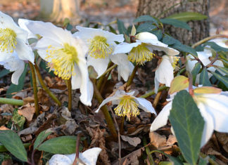 Il silenzio dei bucaneve