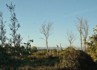 Liberi dai rifiuti: sabato 11 maggio a Bientina Bosco Tanali Liberi dai rifiuti