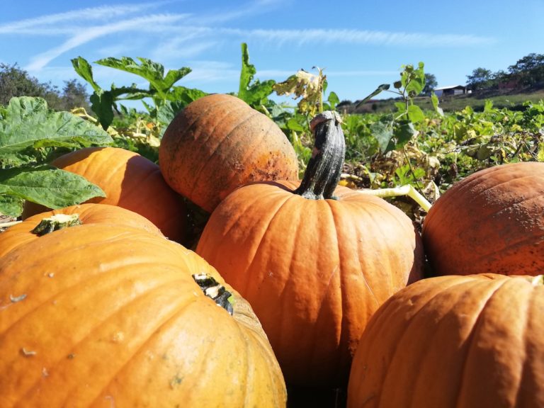 I frutti del parco regionale della Maremma