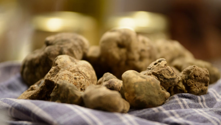 Storia gusto e curiosità sul tartufo delle Colline Sanminiatesi