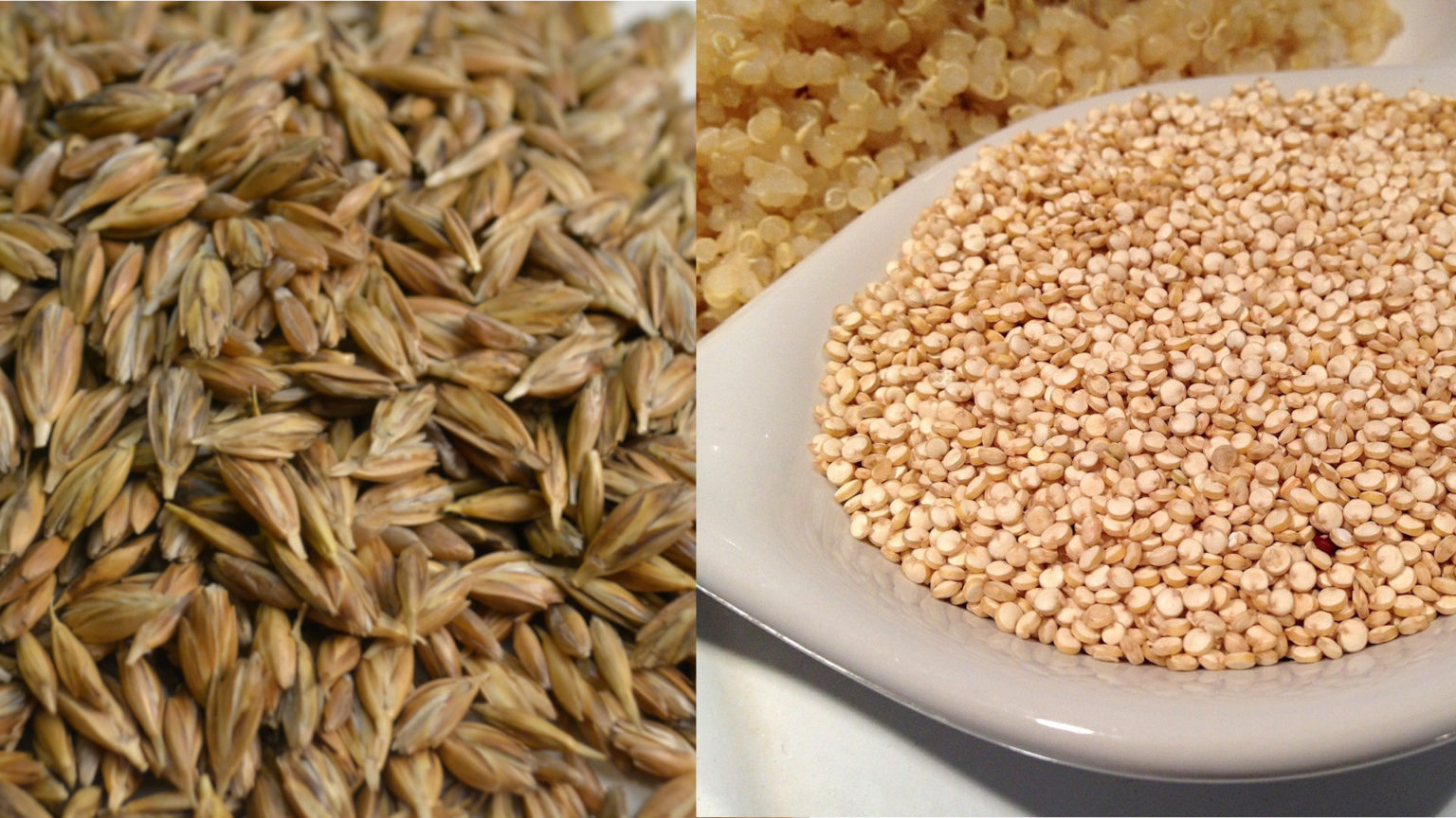 Chicchi in tavola farro o quinoa? informatorecoopfi.it