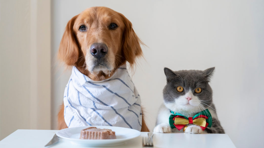 Diete per cani e gatto: crudo o cotto?