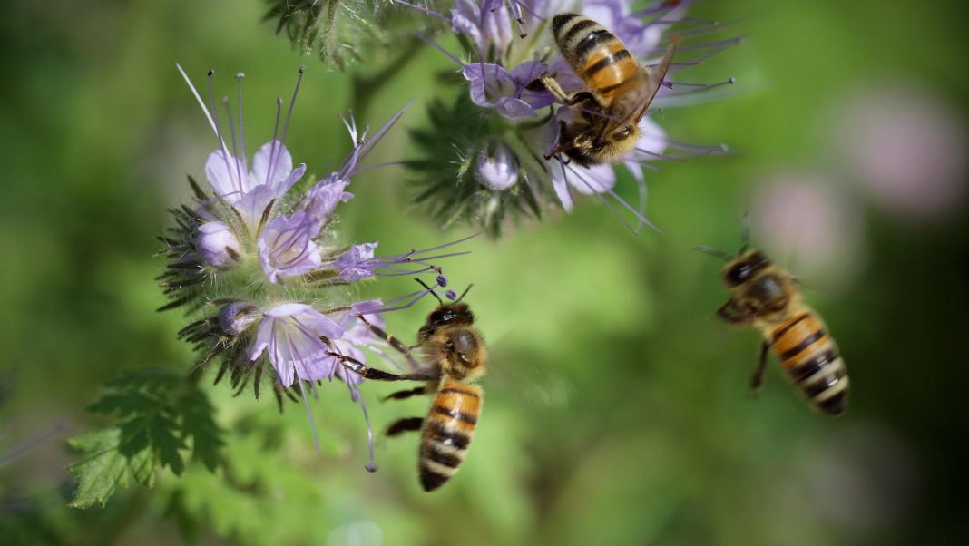 festa delle api e della biodiversità