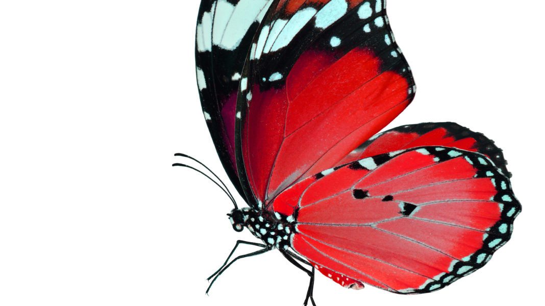 Farfalle: specie a rischio