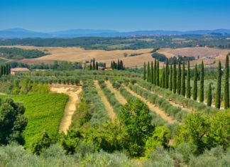 Camminata tra la valle del Mensola e la collina di Settignano Colline toscane