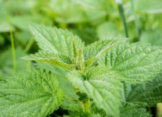 Il fantastico mondo delle piante medicinali Piante medicinali