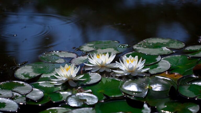 La montagnola senese: a Molli per la fioritura delle ninfee
