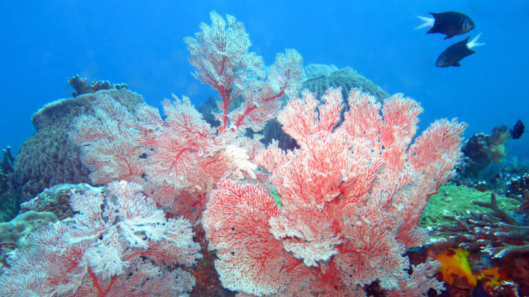 Proeizione di viaggio