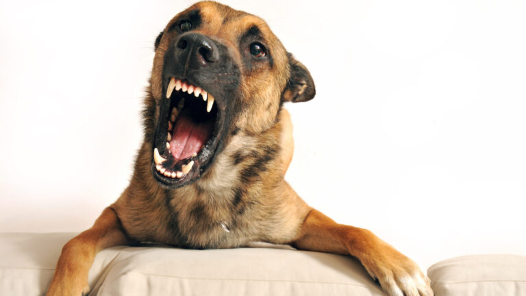 Cosa succede quando il miglior amico dell’uomo morde