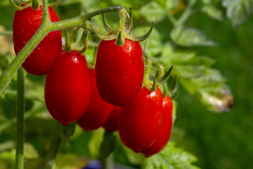 Pomodoro datterino