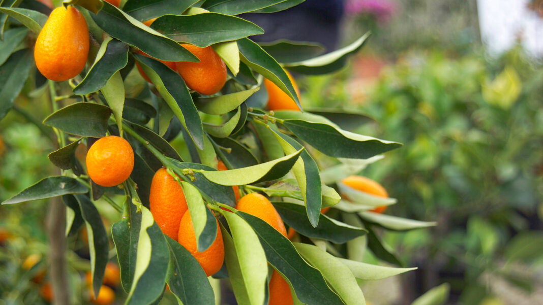 Kumquat, Foto F. Magonio