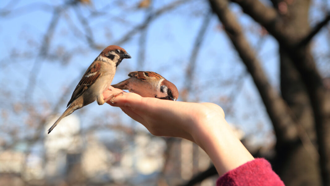 Giusto nutrire gli uccellini in libertà?