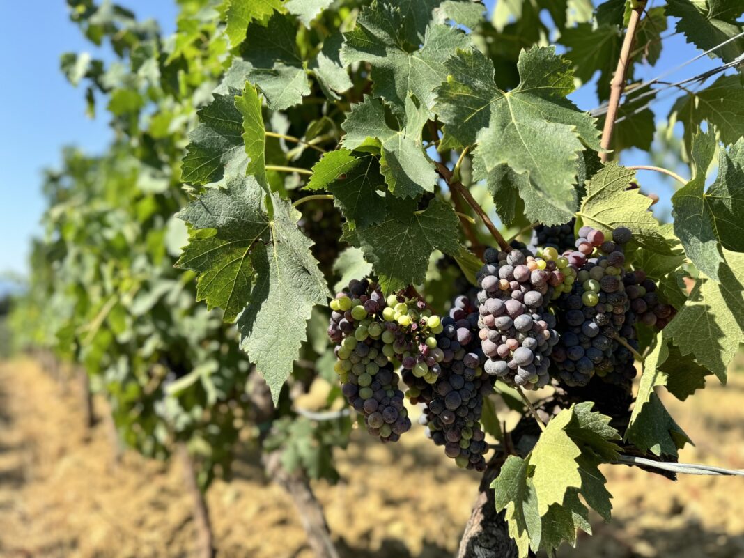 Cantine Melini
