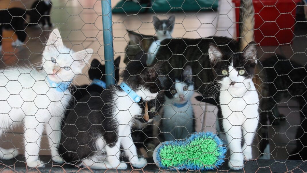 Una spesa per gli amici animali