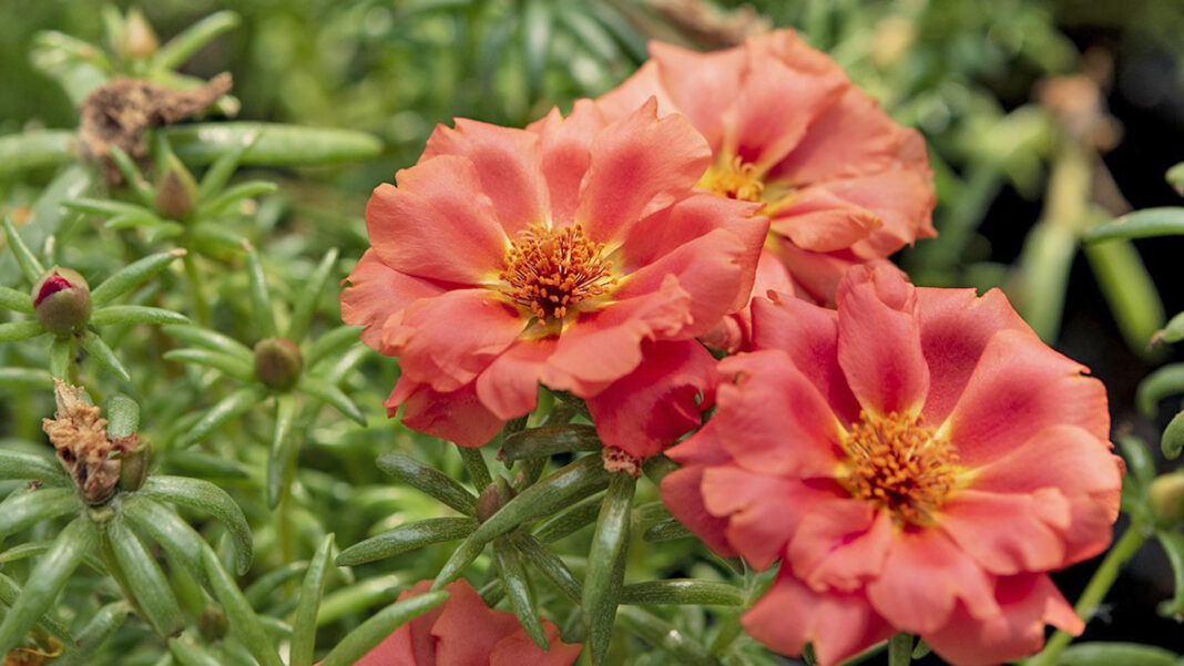 La Portulaca