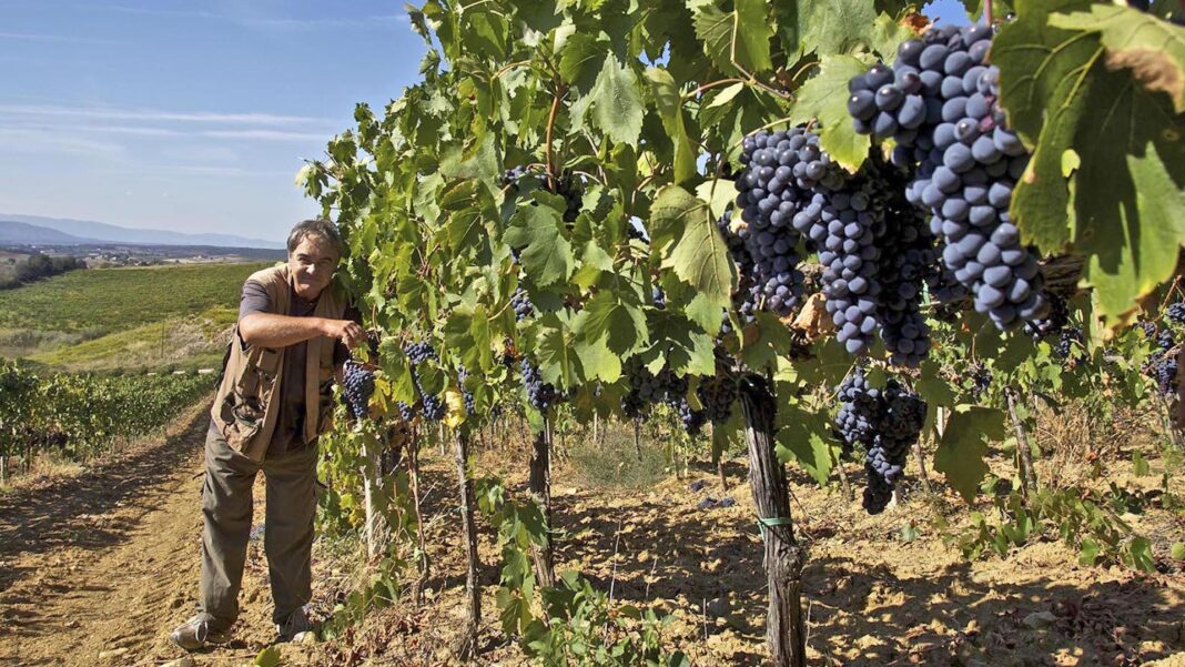 I vignaioli del Morellino