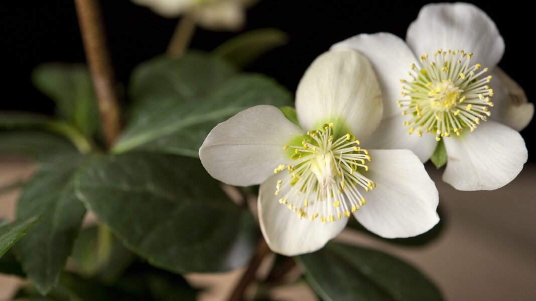 Piante pericolose. Foto F.Magonio