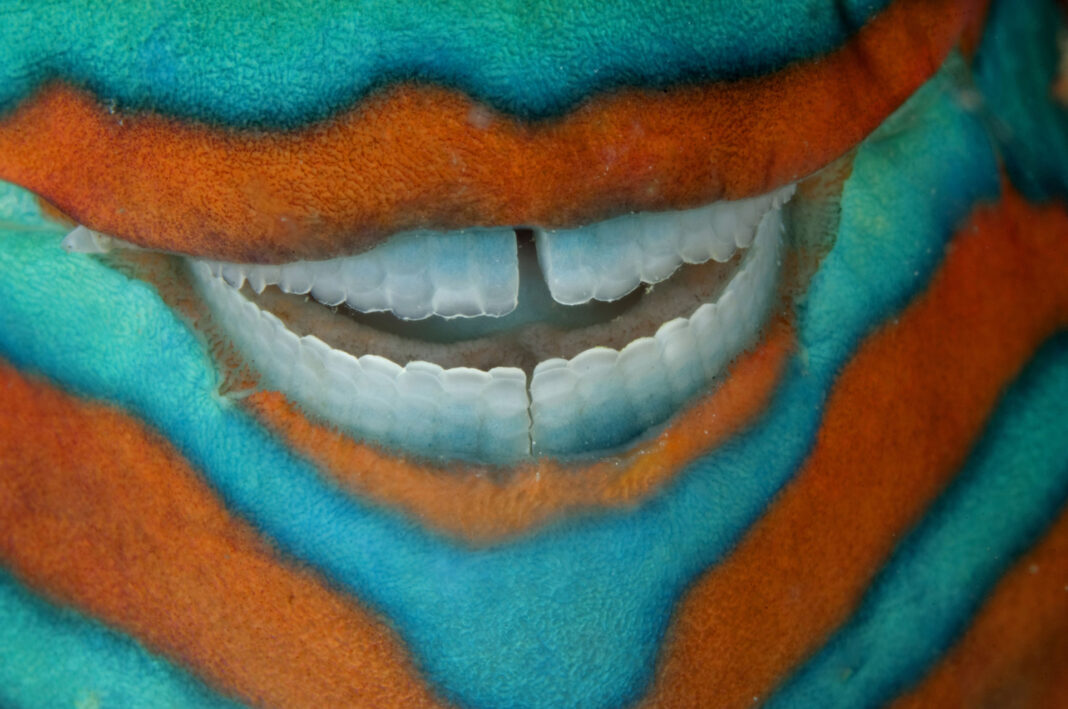 Pesce Pappagallo, mostra National Geographic a Villa Bardini di Firenze