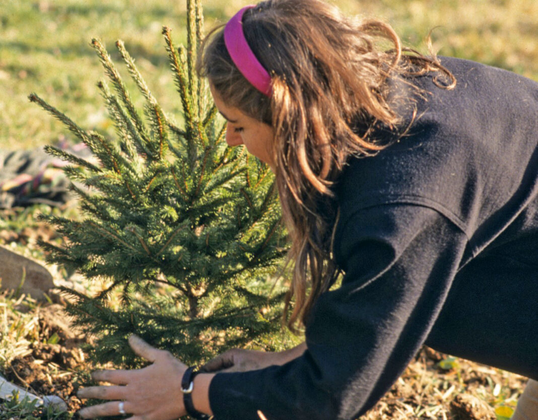 Abete, non solo a Natale