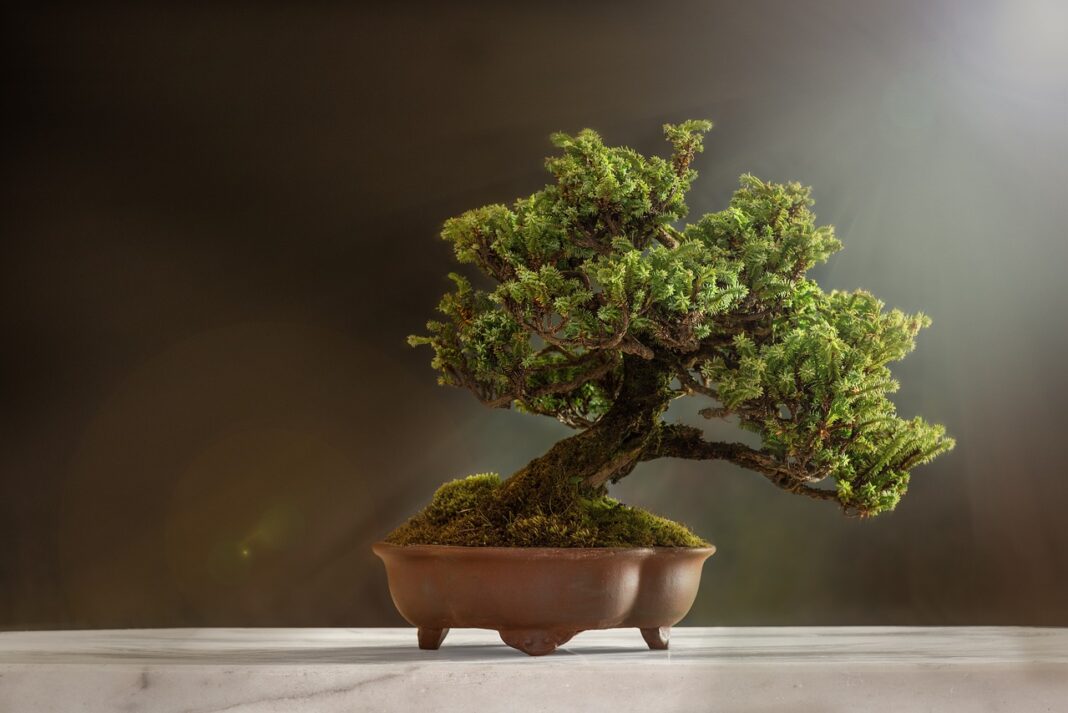 Corso bonsai
