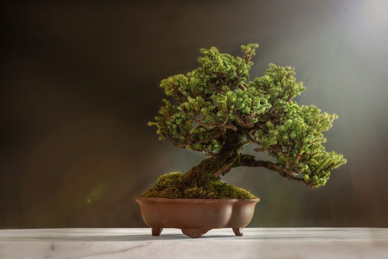Corso base d’arte Bonsai