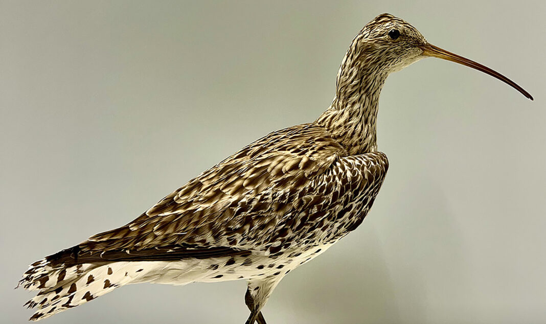 Mostra a La Specola di Firenze