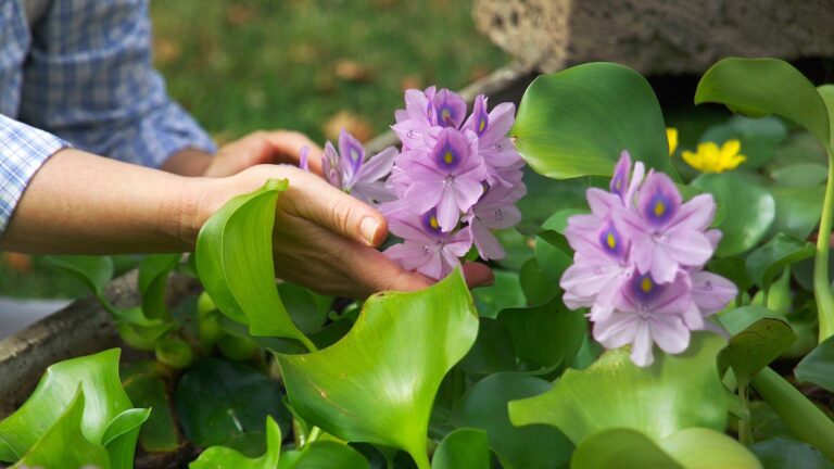 Piante d’acqua aliene
