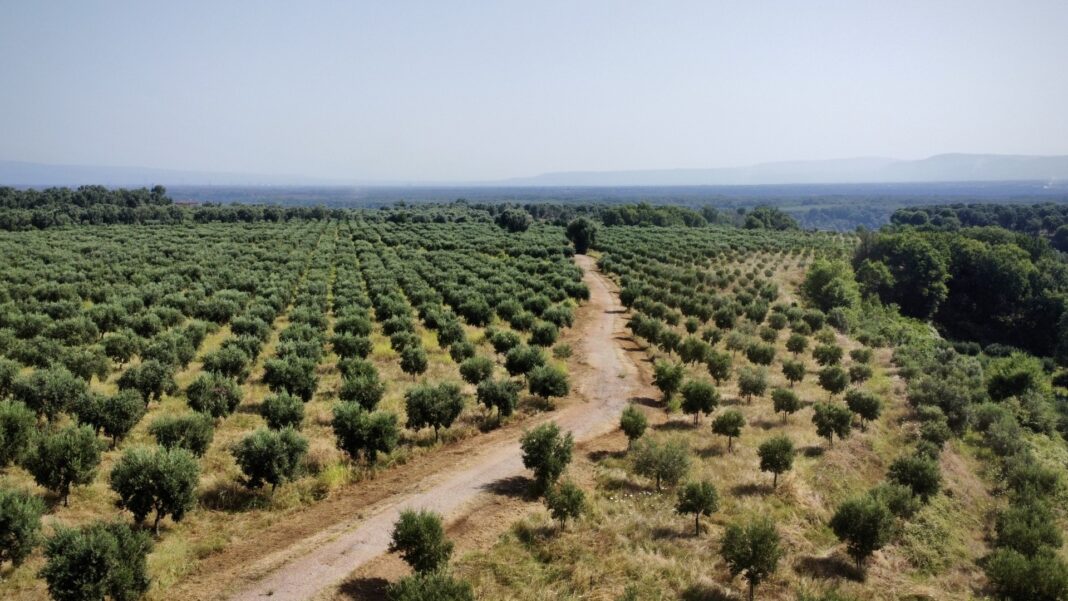 I terreni coltivati dalla Cooperativa Valle del Marro Libera Terra