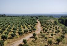 Unicoop Firenze e Fondazione Il Cuore si scioglie esprimono solidarietà alla Cooperativa Valle del Marro I terreni coltivati dalla Cooperativa Valle del Marro Libera Terra