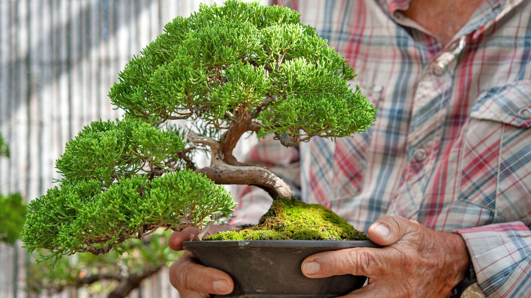 Bonsai contro lo stress. Foto F. Magonio