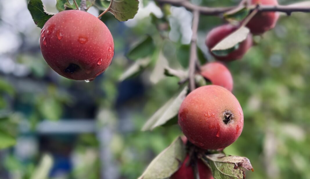 Una mela al giorno toglie il medico di torno?