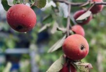 Una mela al giorno toglie il medico di torno? Una mela al giorno toglie il medico di torno?