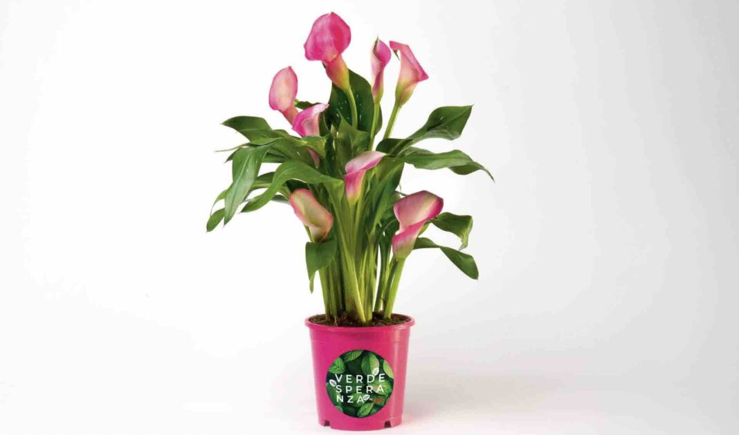 Mini calla per il Meyer