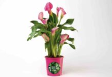 Una mini calla per il Meyer Mini calla per il Meyer