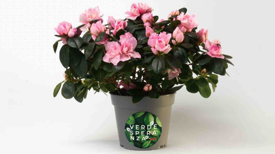 Un'azalea per il Meyer