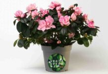 Un’azalea per il Meyer Un'azalea per il Meyer