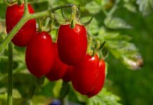 Il pomodoro datterino Il pomodoro datterino