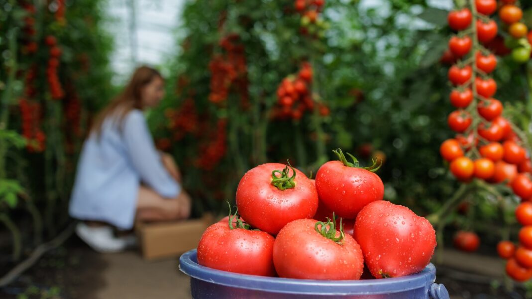 Insieme per la sicurezza alimentare, la sostenibilità e la tutela delle filiere di Toscana e Lazio