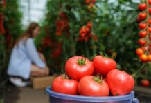 Insieme per la sicurezza alimentare, la sostenibilità e la tutela delle filiere di Toscana e Lazio Insieme per la sicurezza alimentare, la sostenibilità e la tutela delle filiere di Toscana e Lazio