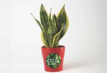 Una sansevieria per la Fondazione Meyer Sansevieria