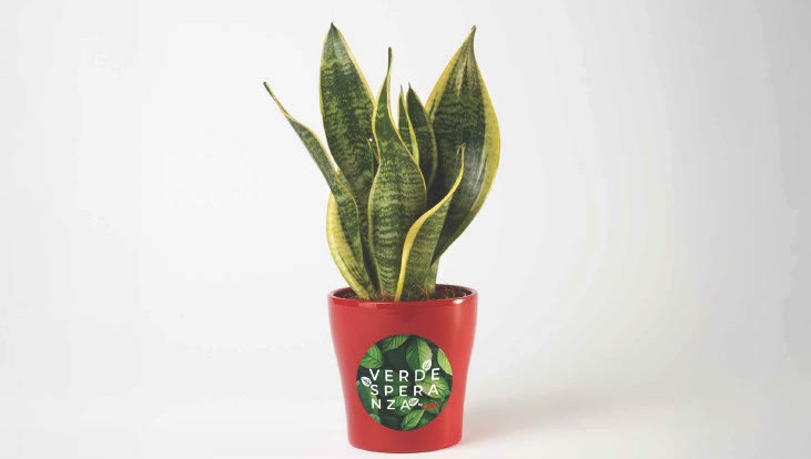 Sansevieria