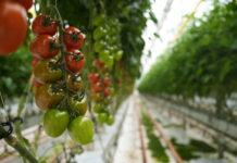 I pomodori di “Sfera” I pomodori di "Sfera"