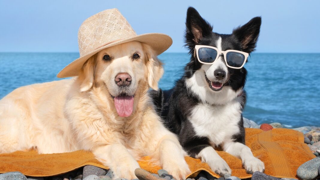 Vacanze con animali