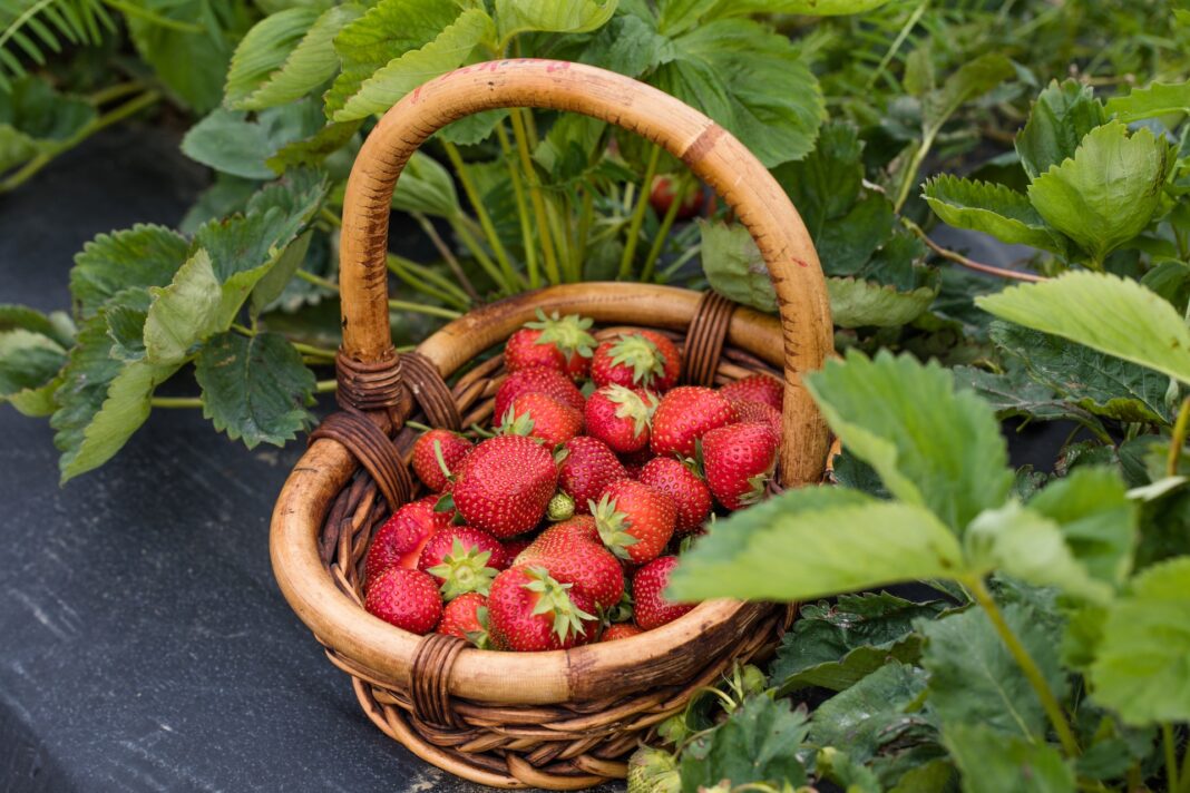 Fragole italiane