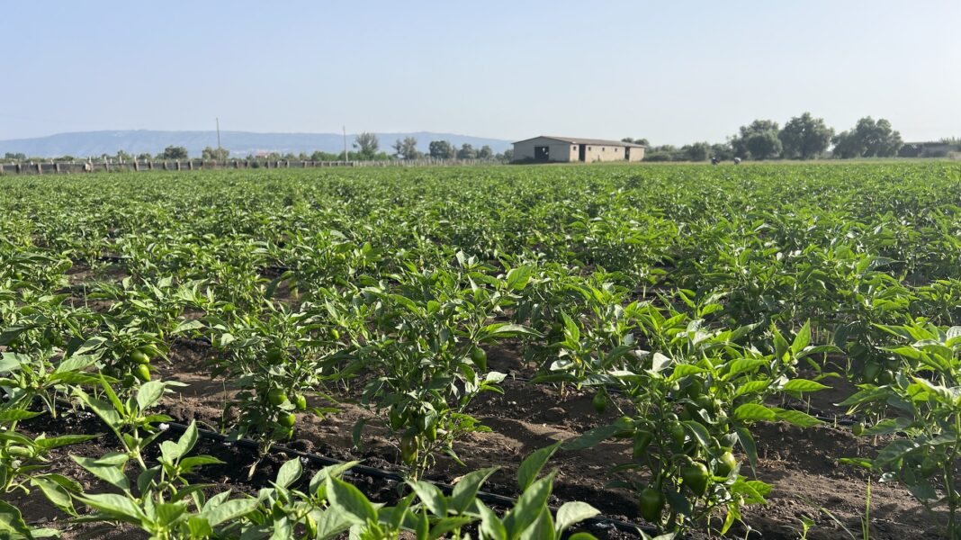 Campo coltivato della Cooperativa Valle del Marro Libera Terra