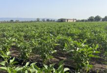 Una spesa buona e giusta con i prodotti Libera Terra Campo coltivato della Cooperativa Valle del Marro Libera Terra