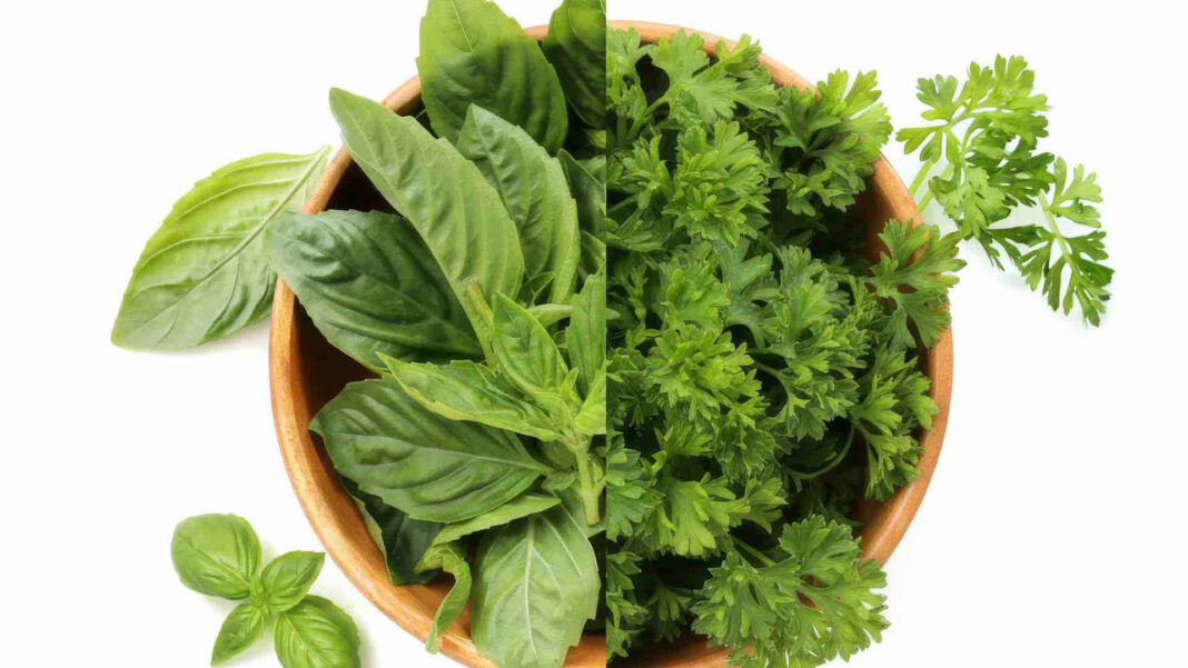 Basilico e prezzemolo