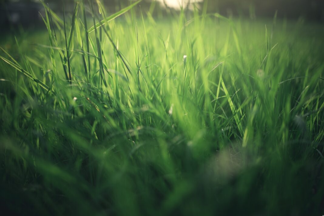Foto di Ghinzo da Pixabay