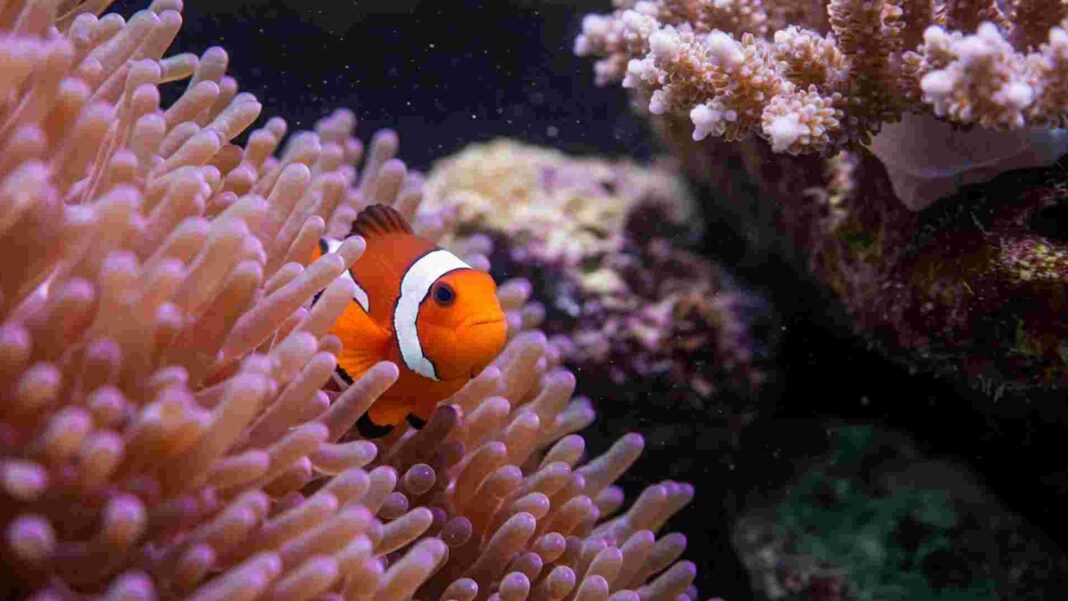 Un giorno all'Acquario di Livorno